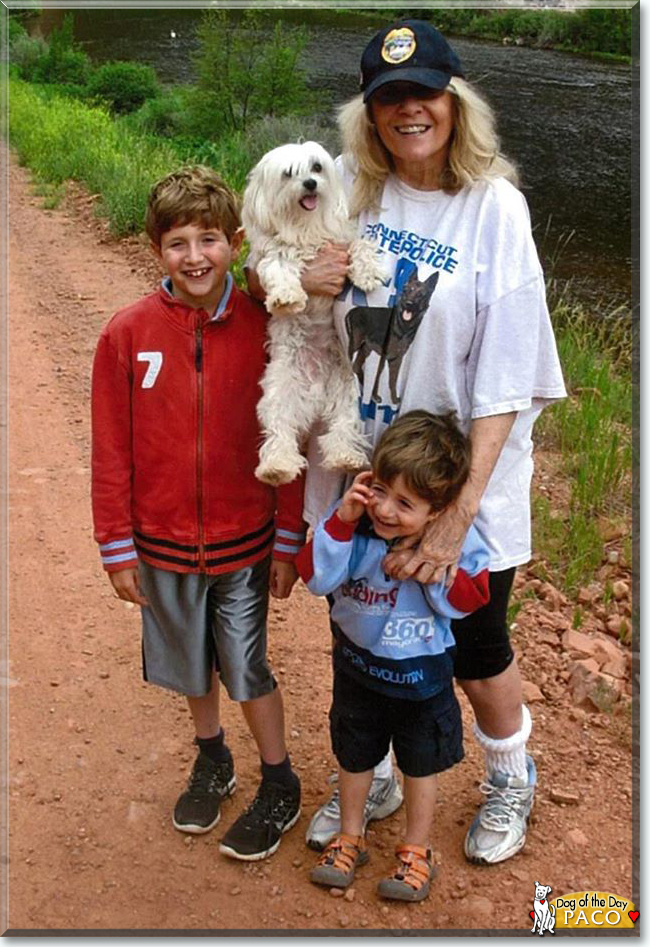 Paco the Maltese, the Dog of the Day