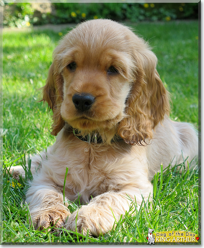 King Arthur the Cocker Spaniel, the Dog of the Day