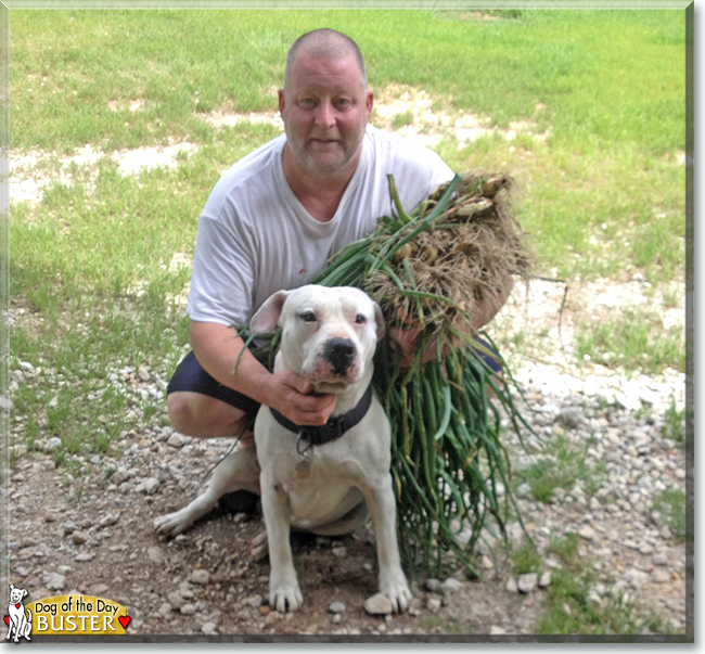 Buster Brown the Pit Bull Terrier, the Dog of the Day