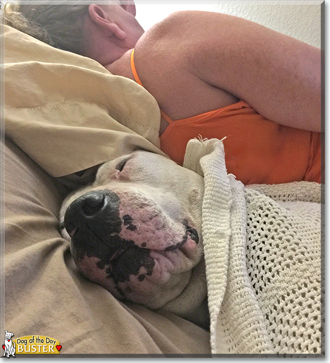 Buster Brown the Pit Bull Terrier, the Dog of the Day