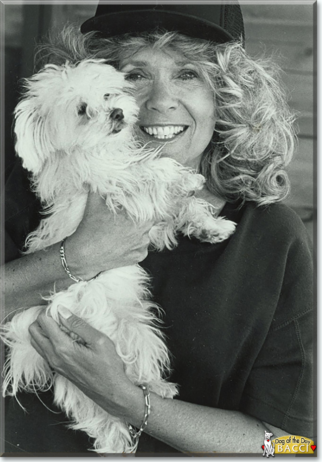 Bacci Bogie the Maltese, the Dog of the Day