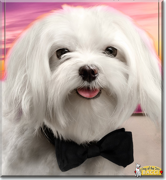 Bacci Bogie the Maltese, the Dog of the Day