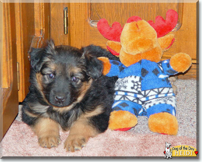 Heidi the Shepherd/Collie Mix, the Dog of the Day