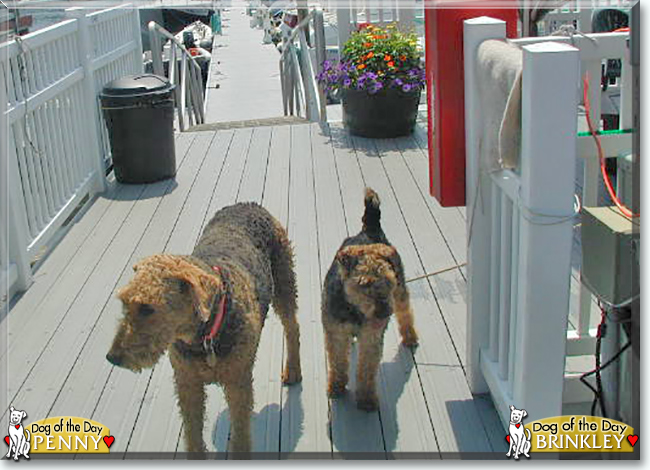 Penny the Airedale, Brinkley the Welsh Terrier, the Dog of the Day