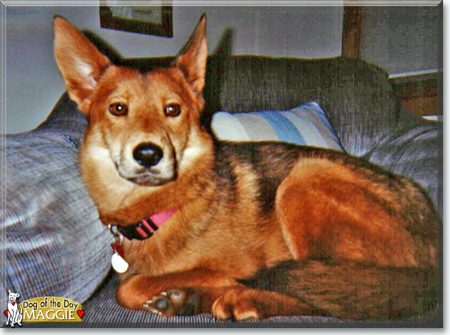Maggie the Chow Chow/German Shepherd mix, the Dog of the Day
