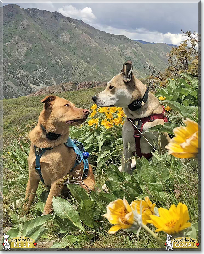 Reef and Coral the Pitbull, Heeler mixes, the Dog of the Day