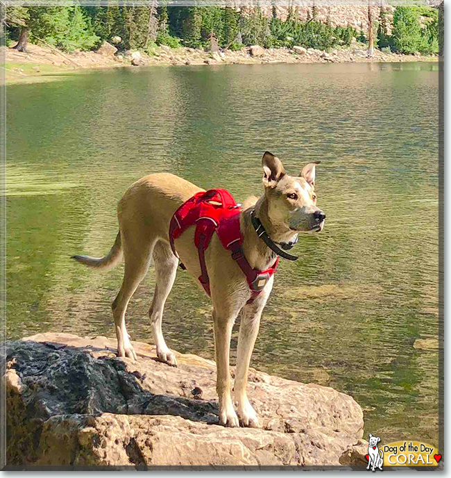 Reef and Coral the Pitbull, Heeler mixes, the Dog of the Day