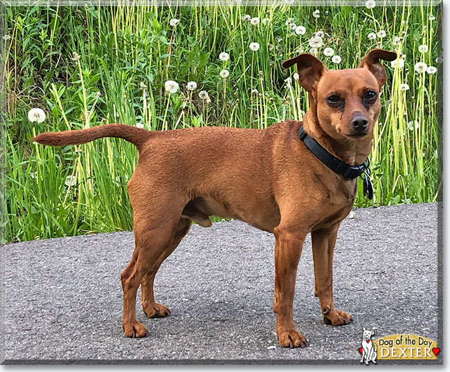 Dexter the Miniature Pinscher, Dachshund mix, the Dog of the Day
