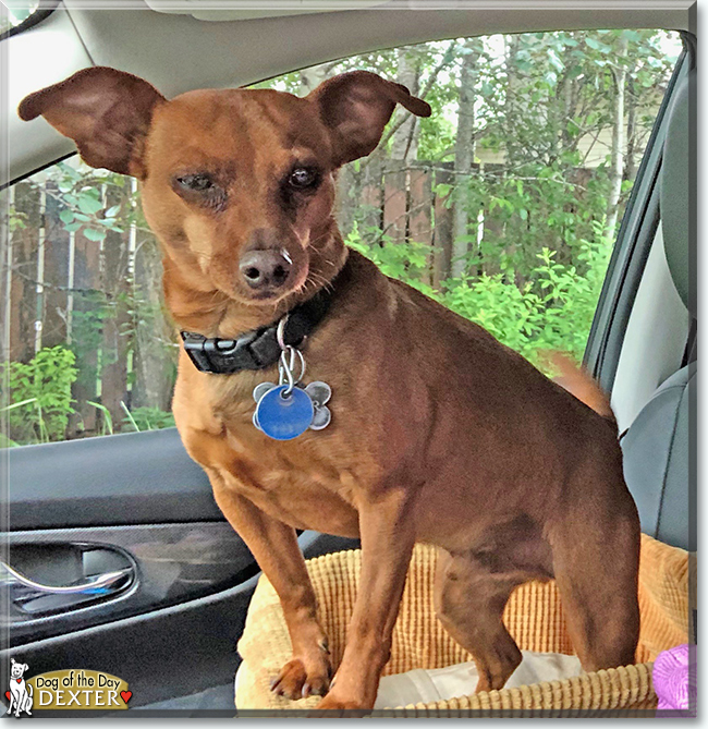 Dexter the Miniature Pinscher, Dachshund mix, the Dog of the Day