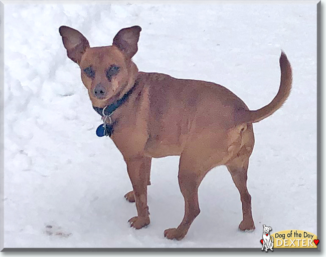 Dexter the Miniature Pinscher, Dachshund mix, the Dog of the Day