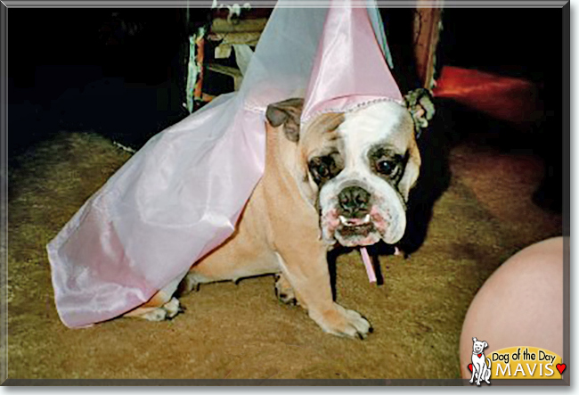 Mavis the English Bulldog, the Dog of the Day