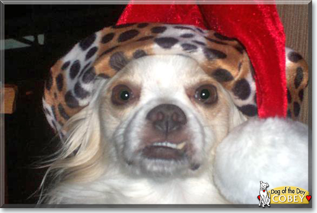 Cobey the Spitz, Poodle mix, the Dog of the Day
