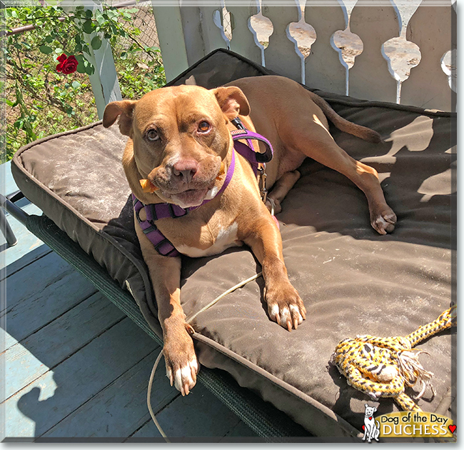 Duchess the American Pitbull Terrier, the Dog of the Day