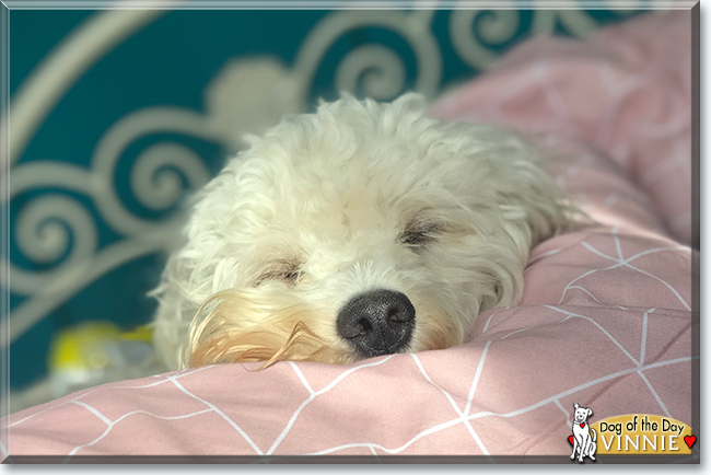 Vinnie the Cavalier King Charles Spaniel, Poodle mix, the Dog of the Day