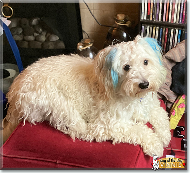 Vinnie the Cavalier King Charles Spaniel, Poodle mix, the Dog of the Day