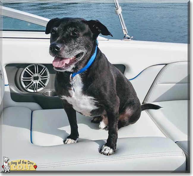 Colt the Staffordshire Terrier/Chihuahua Mix, the Dog of the Day