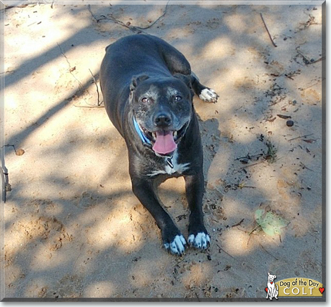Colt the Staffordshire Terrier/Chihuahua Mix, the Dog of the Day