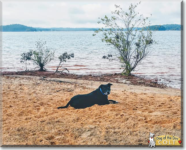 Colt the Staffordshire Terrier/Chihuahua Mix, the Dog of the Day