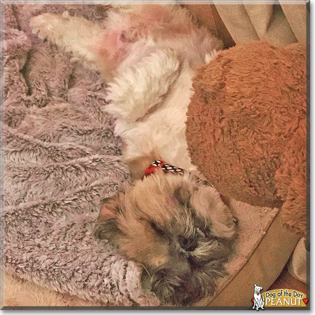 Peanut the Shih Tzu, the Dog of the Day