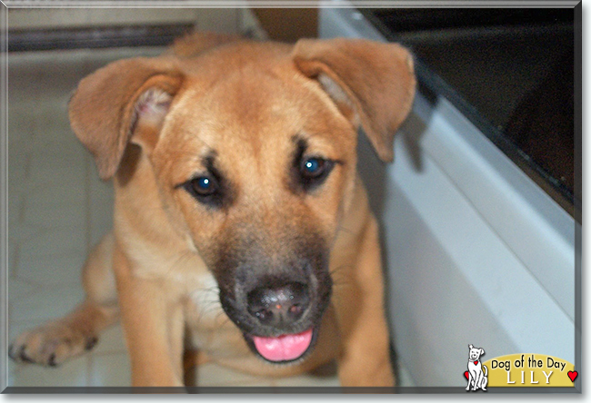 Lily the Labrador, Doberman mix, the Dog of the Day
