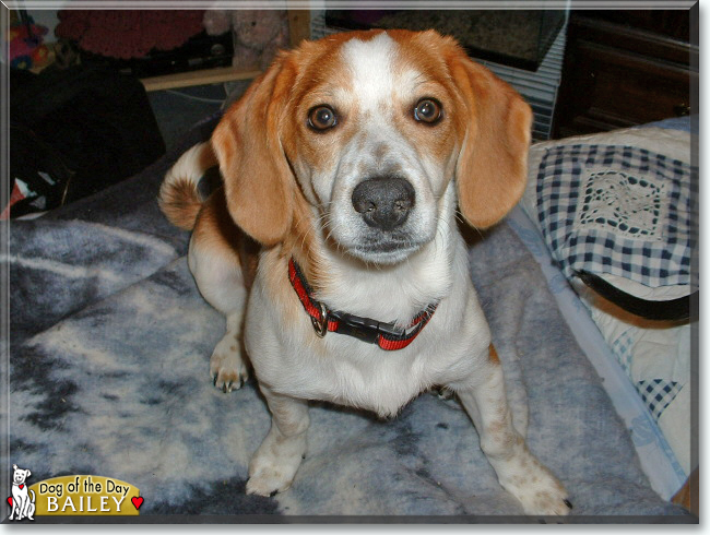 Bailey the Basset Hound, Pomeranian mix, the Dog of the Day