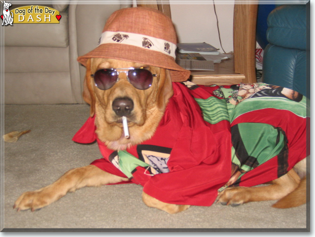 Dash the Labrador Retriever, the Dog of the Day