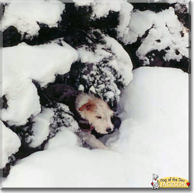 Jackson the Jack Russell Terrier, the Dog of the Day