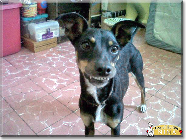 Nina the Xoloitzcuintle, the Dog of the Day