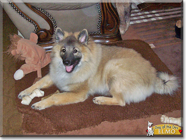 Elmo the German Spitz, the Dog of the Day