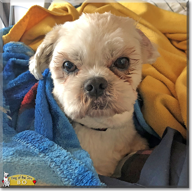 Bo the Shih Tzu, Maltese mix, the Dog of the Day