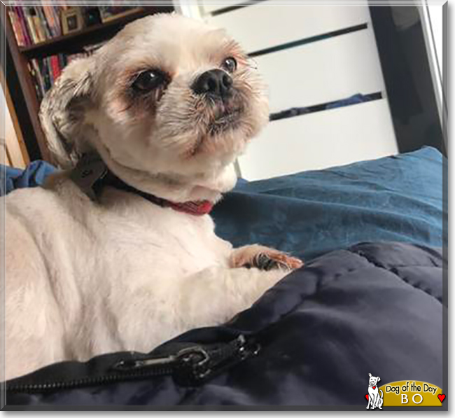 Bo the Shih Tzu, Maltese mix, the Dog of the Day