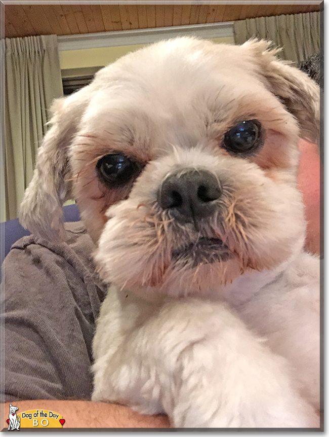 Bo the Shih Tzu, Maltese mix, the Dog of the Day