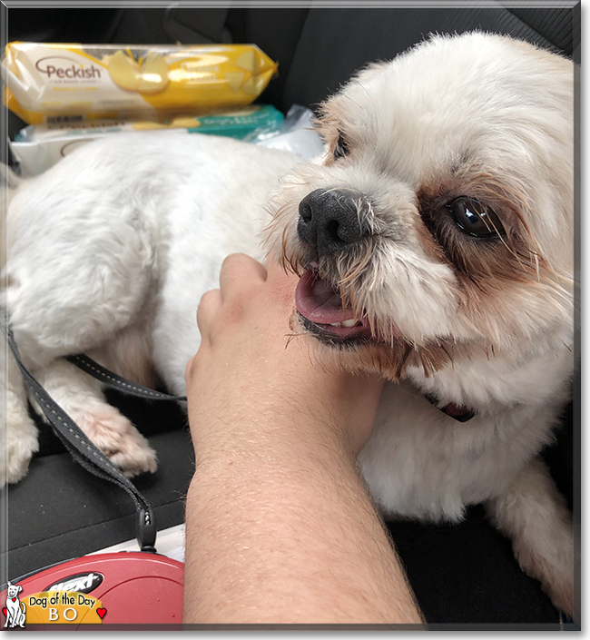 Bo the Shih Tzu, Maltese mix, the Dog of the Day