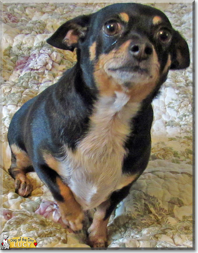 Lucy the Chihuahua, Dachshund mix, the Dog of the Day
