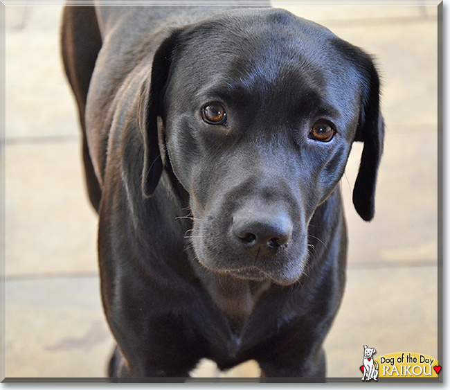 Raikou the Labrador Retriever, the Dog of the Day