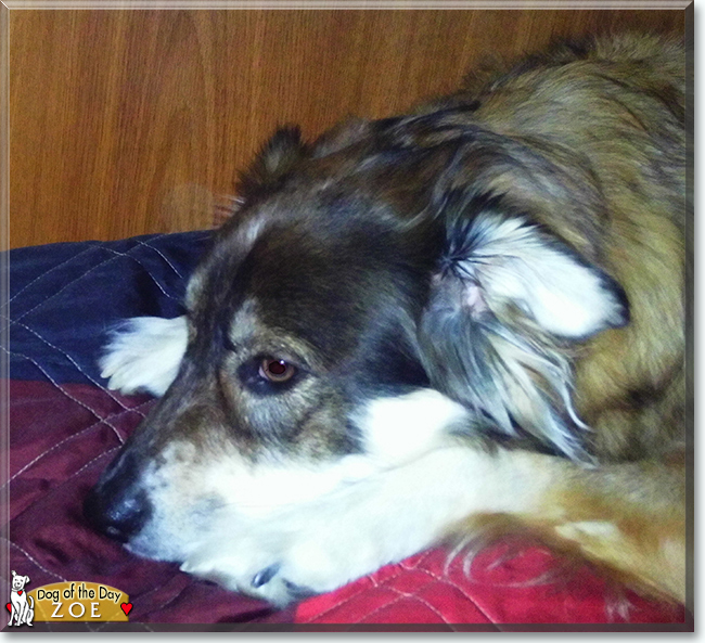 Zoe the Australian Shepherd, Border Collie mix, the Dog of the Day