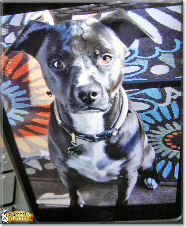 Marco the Pitbull, Chow Chow mix, the Dog of the Day