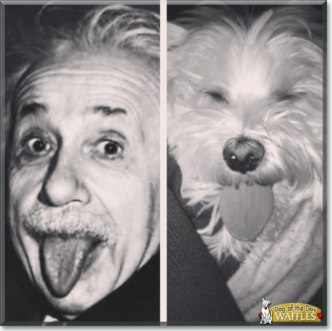 Waffles the Maltese, the Dog of the Day
