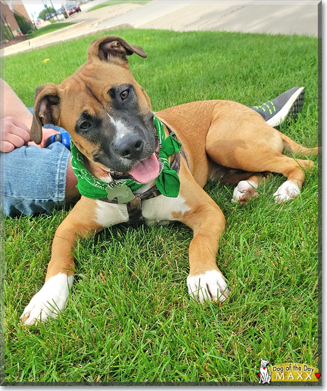 Maxx the Bulldog, Boxer mix, the Dog of the Day