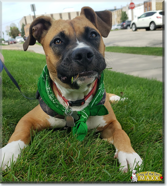 Maxx the Bulldog, Boxer mix, the Dog of the Day