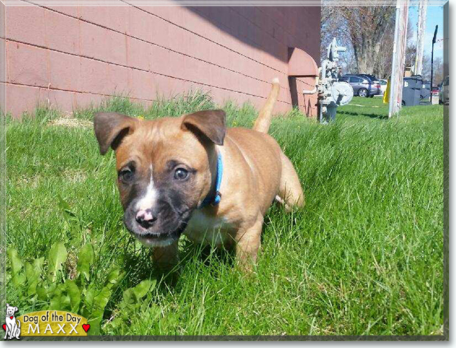 Maxx the Bulldog, Boxer mix, the Dog of the Day