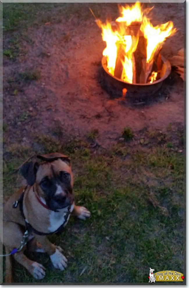 Maxx the Bulldog, Boxer mix, the Dog of the Day