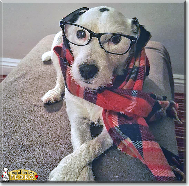 Pedro the Parson Russell Terrier, the Dog of the Day
