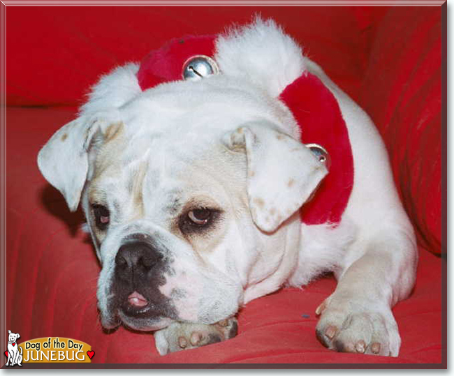 Junebug the English Bulldog, the Dog of the Day