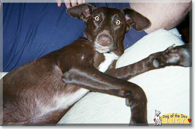 Lucy the German Shorthaired Pointer, the Dog of the Day