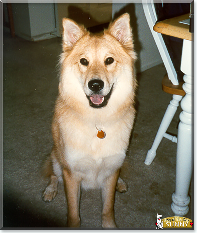 Sunny the Chow Chow mix, the Dog of the Day