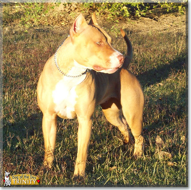 Trinity the American Pit Bull Terrier, the Dog of the Day