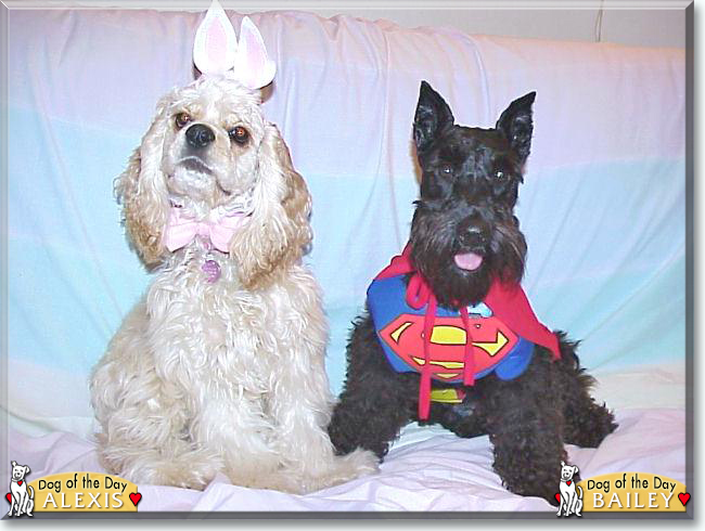 Alexis the Cocker Spaniel, Bailey the Miniature Schnauzer, the Dog of the Day