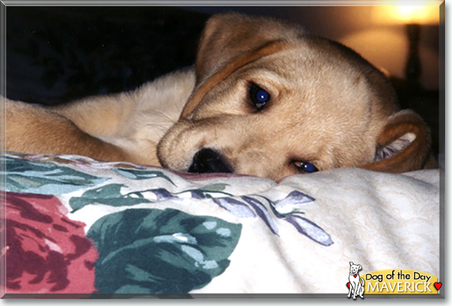 Maverick the Labrador Retriever, the Dog of the Day