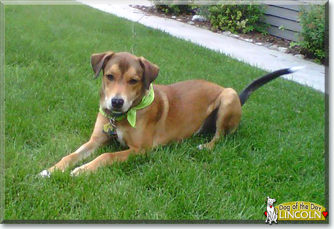 Lincoln the Dog, the Dog of the Day